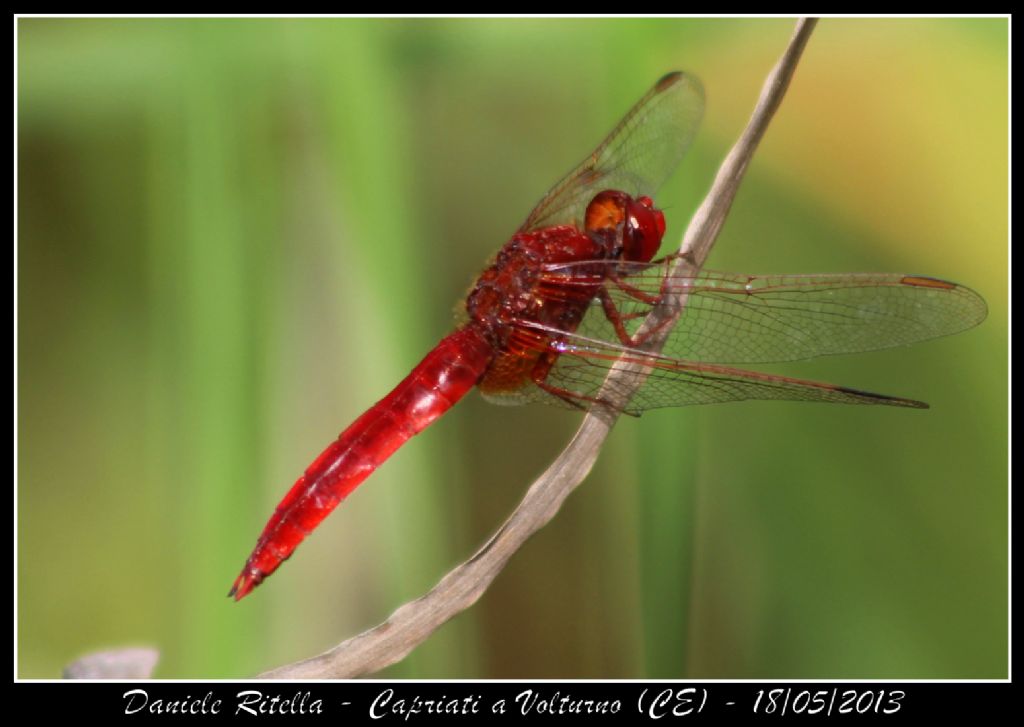 Ident. libellula 3 - Capriati a Volturno (CE)